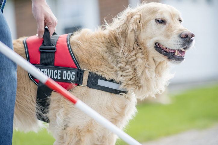 Is your dog a good fit for service dog training?